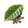 Natural Caffeine