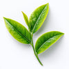 L Theanine